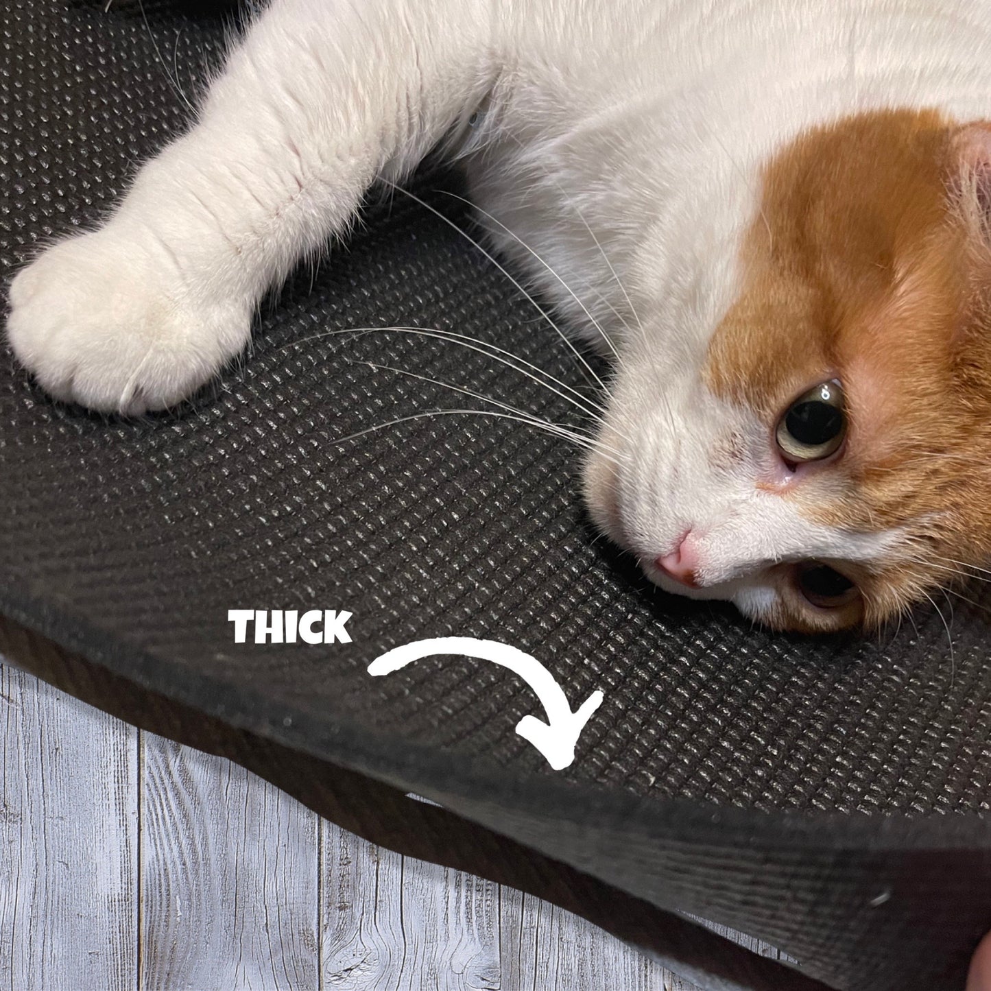 Yoga Mat For Your Cat by Feline Yogi